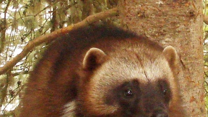 The tenacious wolverine, a snow-loving carnivore sometimes called the mountain devil, could soon join the list of species threatened by climate change.
